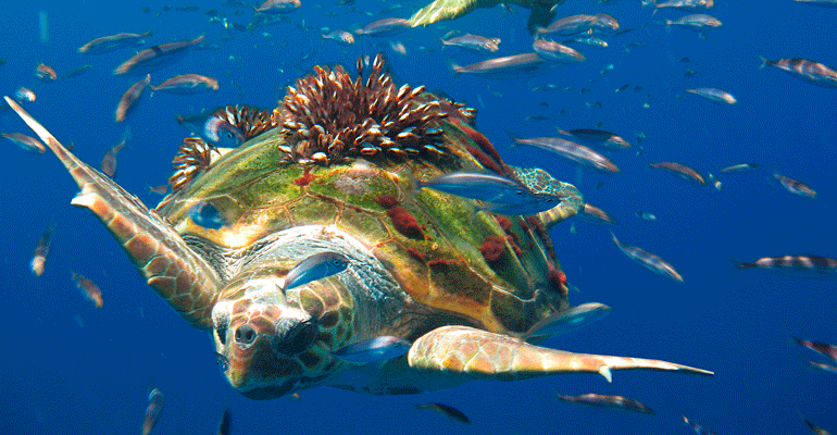 LIFE OASIS: la iniciativa que revolucionará la lucha contra la pesca fantasma y protegerá a las tortugas marinas en el Mediterráneo