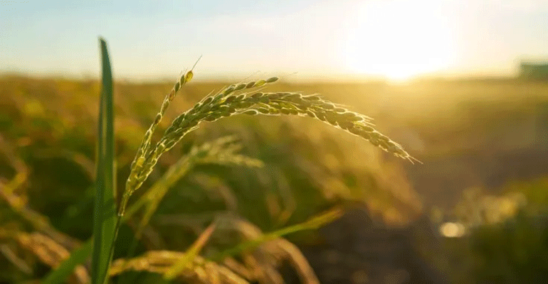 La biotecnología aplicada a la agricultura, clave frente a desafíos como el hambre, el cambio climático y el crecimiento demográfico